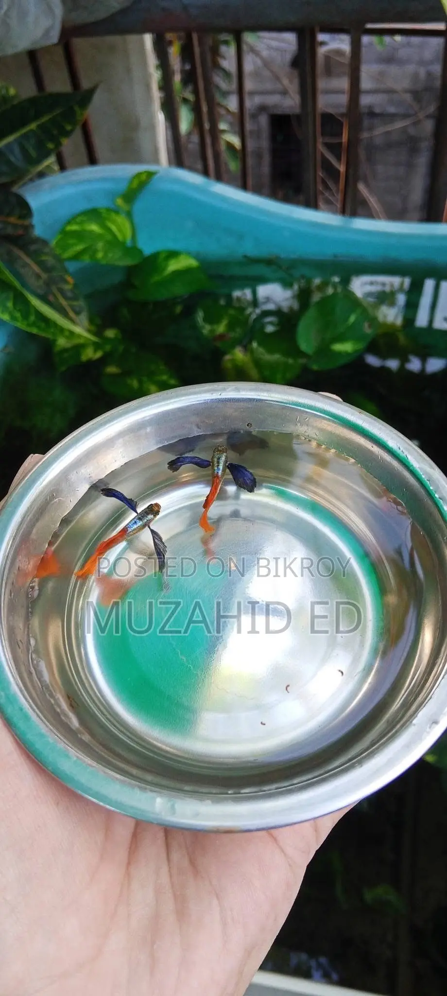 Rti Guppy Fish