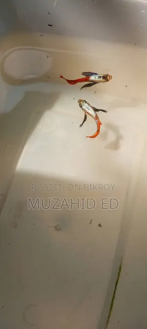 Rti Guppy Fish
