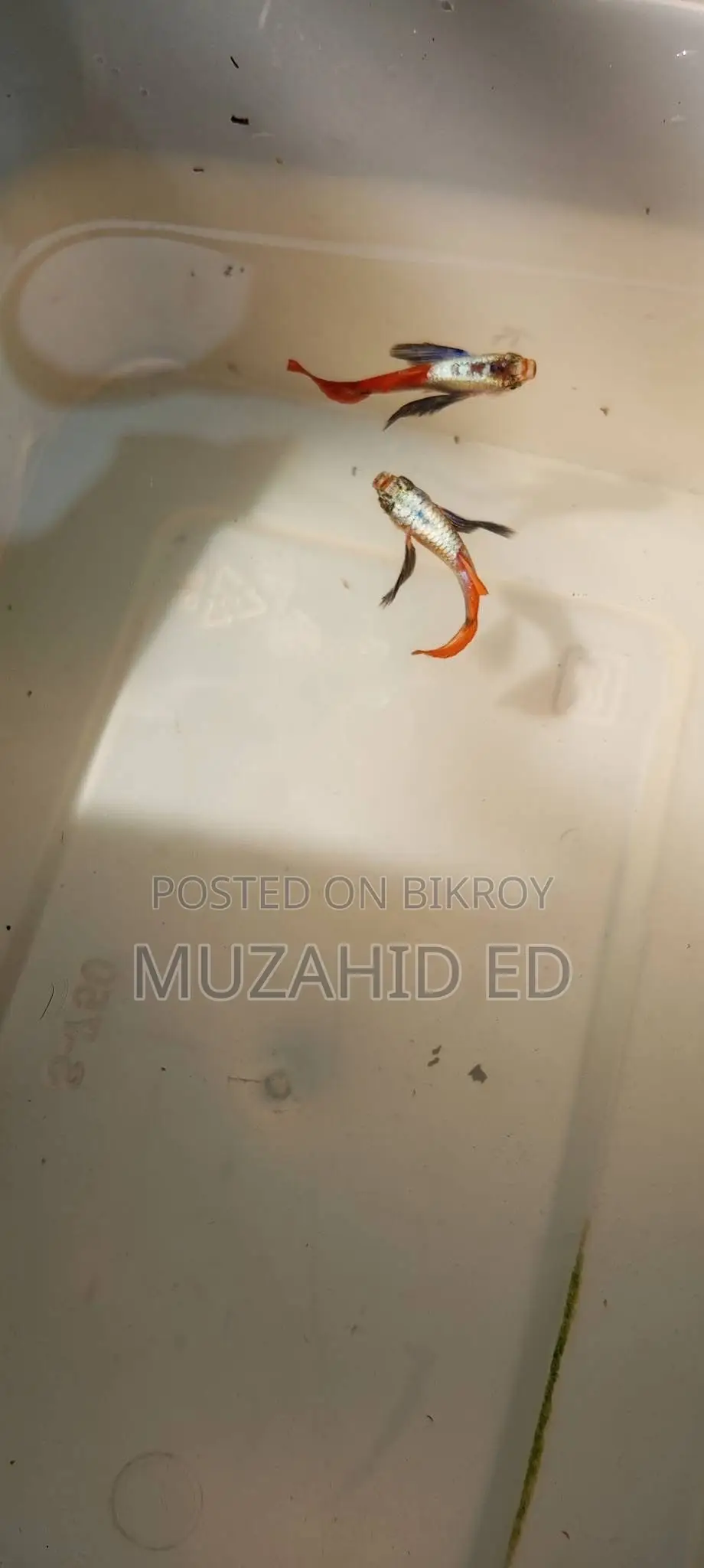 Rti Guppy Fish