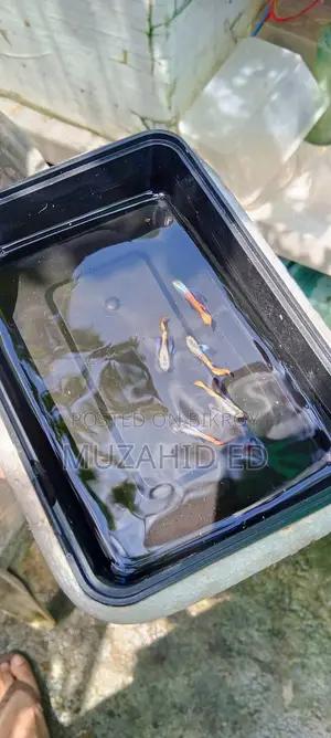 Rti Guppy Fish