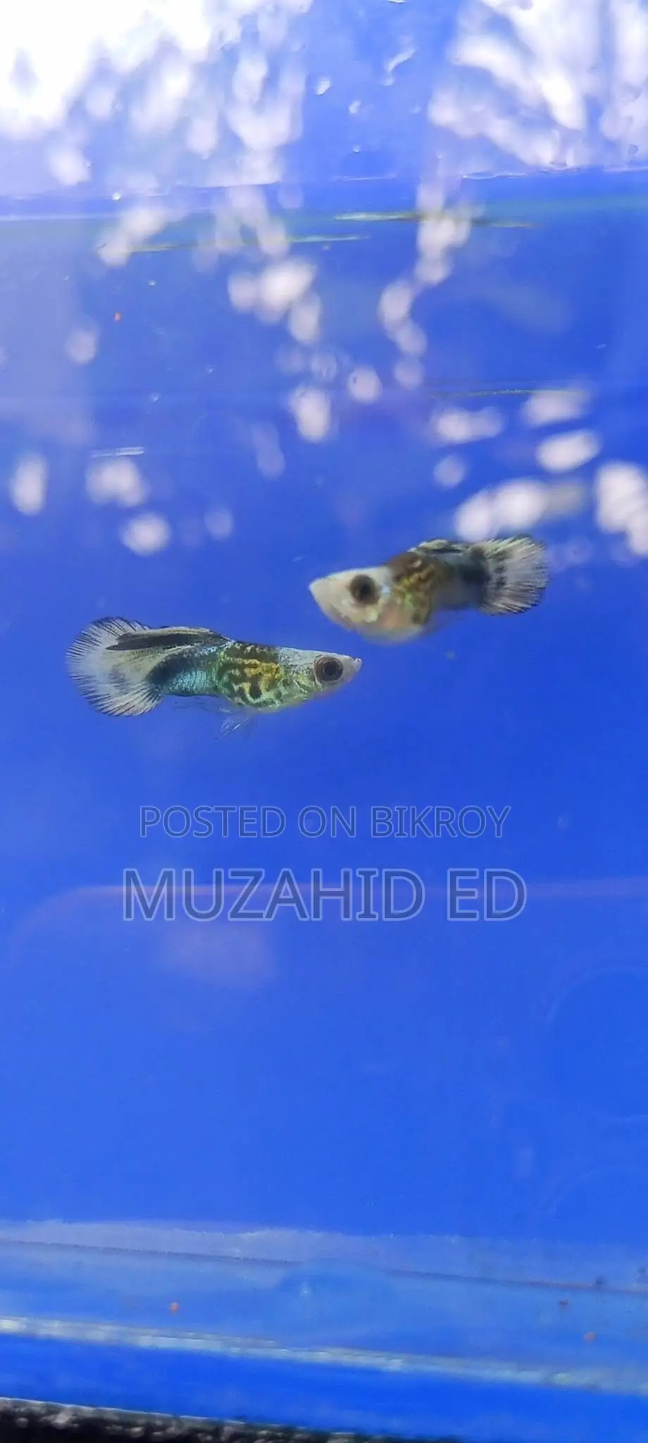 Rti Guppy Fish