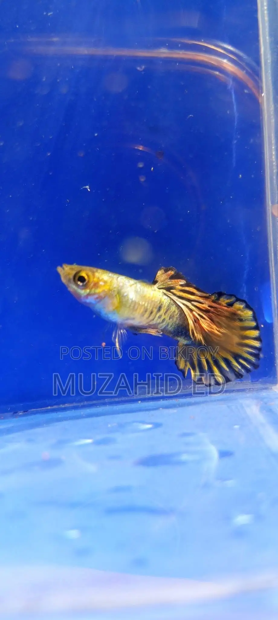 Rti Guppy Fish