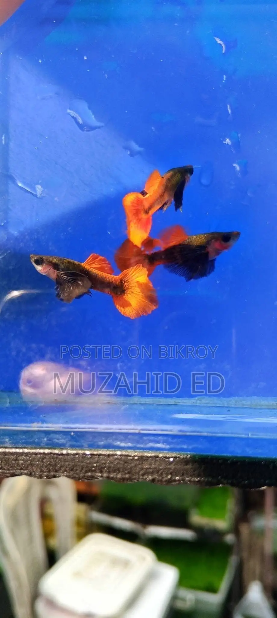 Rti Guppy Fish
