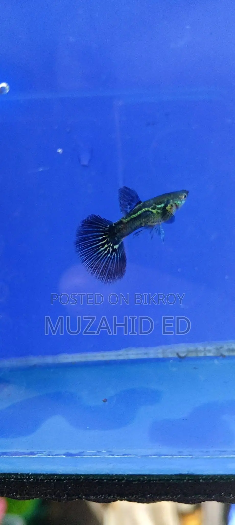 Rti Guppy Fish