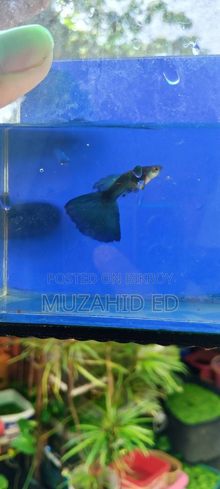 Rti Guppy Fish