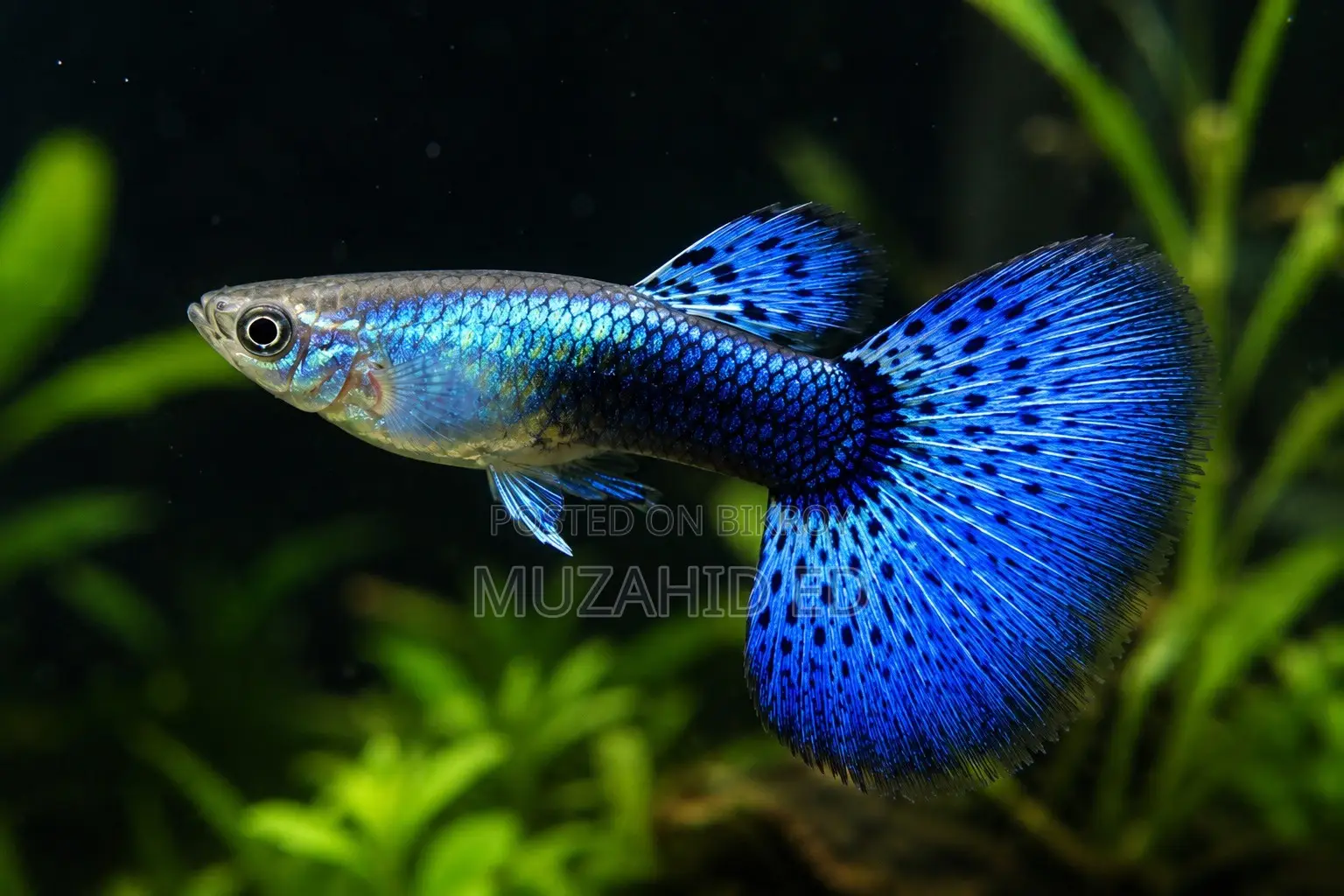 Rti Guppy Fish