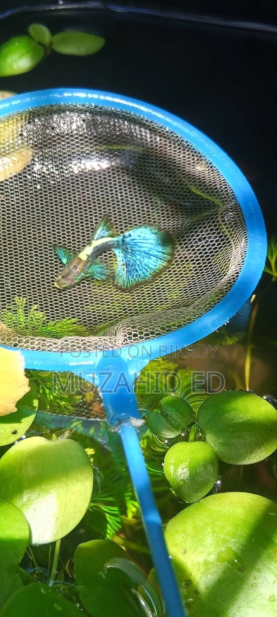 Rti Guppy Fish