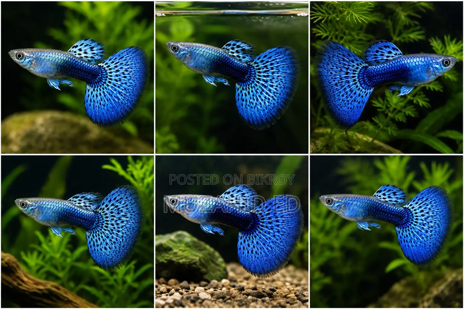 Rti Guppy Fish