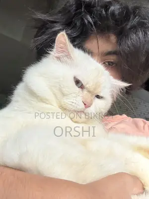 1+ year Male Purebred Persian