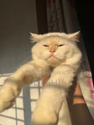 1+ year Male Purebred Persian