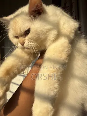 1+ year Male Purebred Persian