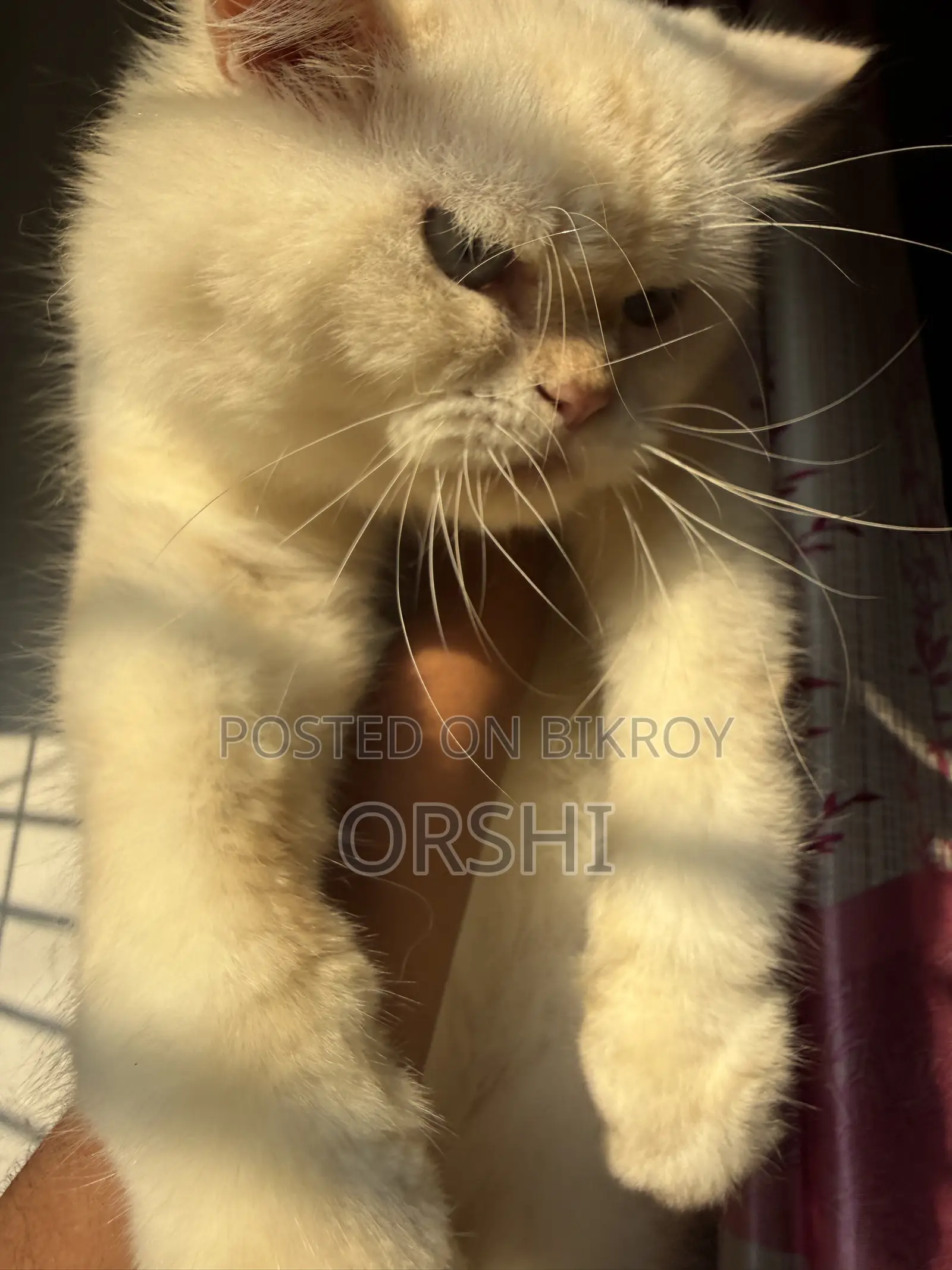 1+ year Male Purebred Persian