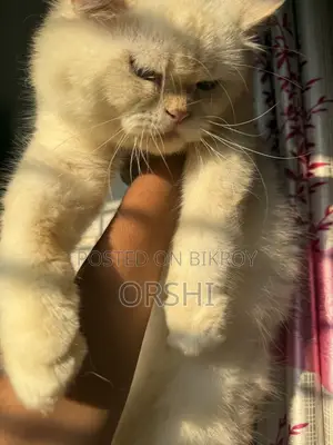 1+ year Male Purebred Persian