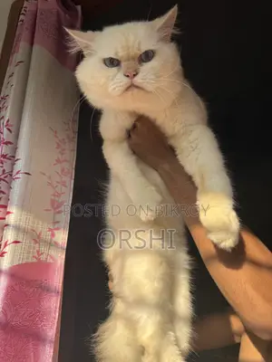 1+ year Male Purebred Persian