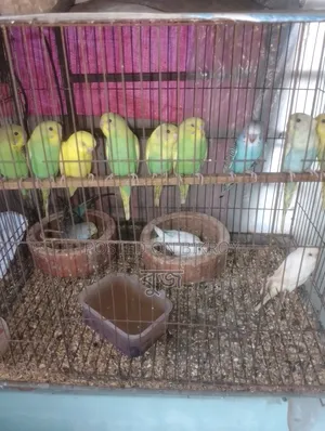 বাজিগর পাখি