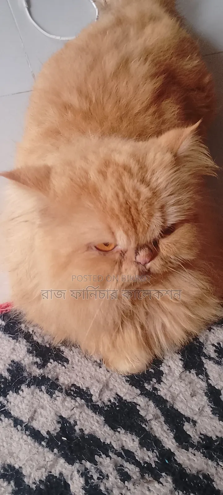 3-6 months Female Purebred Persian