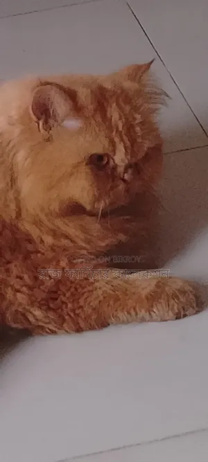 3-6 months Female Purebred Persian