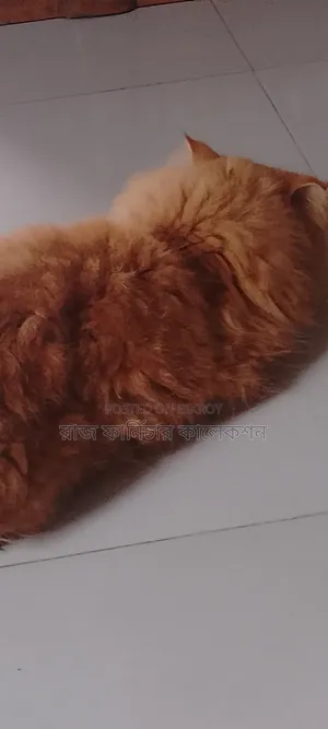 3-6 months Female Purebred Persian