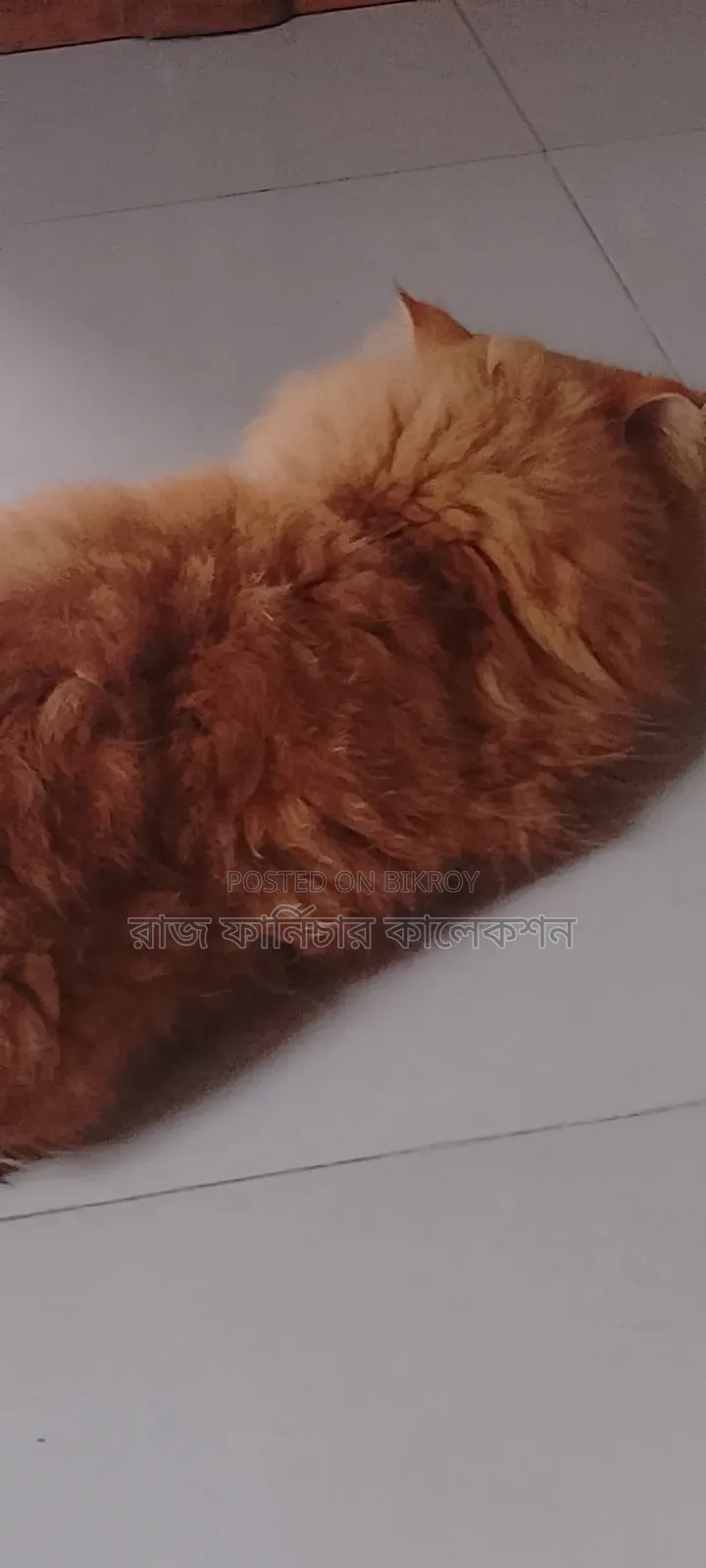 3-6 months Female Purebred Persian