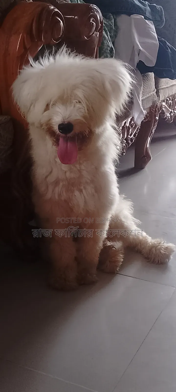 3-6 months Female Purebred Lhasa Apso
