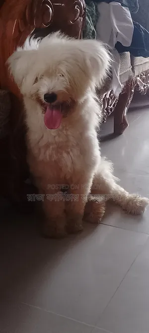 3-6 months Female Purebred Lhasa Apso