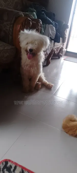 3-6 months Female Purebred Lhasa Apso