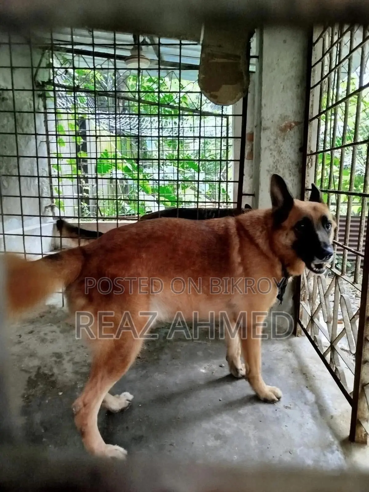 ১+ বছরের পুরুষ খাঁটি জাতের জার্মান শেফার্ড