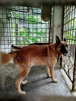 ১+ বছরের পুরুষ খাঁটি জাতের জার্মান শেফার্ড