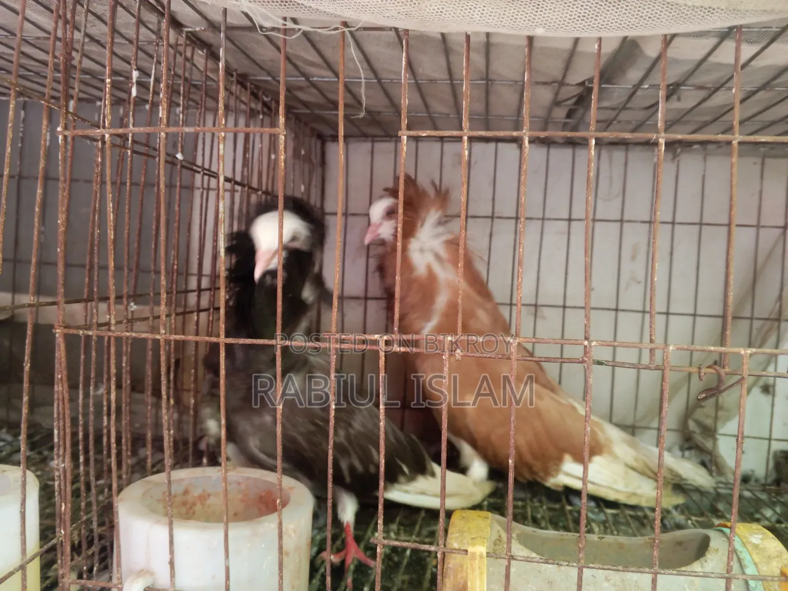 একজোড়া সাদা ডেনিস ও এক জোড়া জেকোবিন ক্যাপাসুনো কবুতর বিক্রি হবে