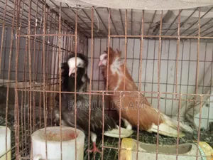 একজোড়া সাদা ডেনিস ও এক জোড়া জেকোবিন ক্যাপাসুনো কবুতর বিক্রি হবে