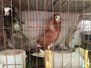 একজোড়া সাদা ডেনিস ও এক জোড়া জেকোবিন ক্যাপাসুনো কবুতর বিক্রি হবে