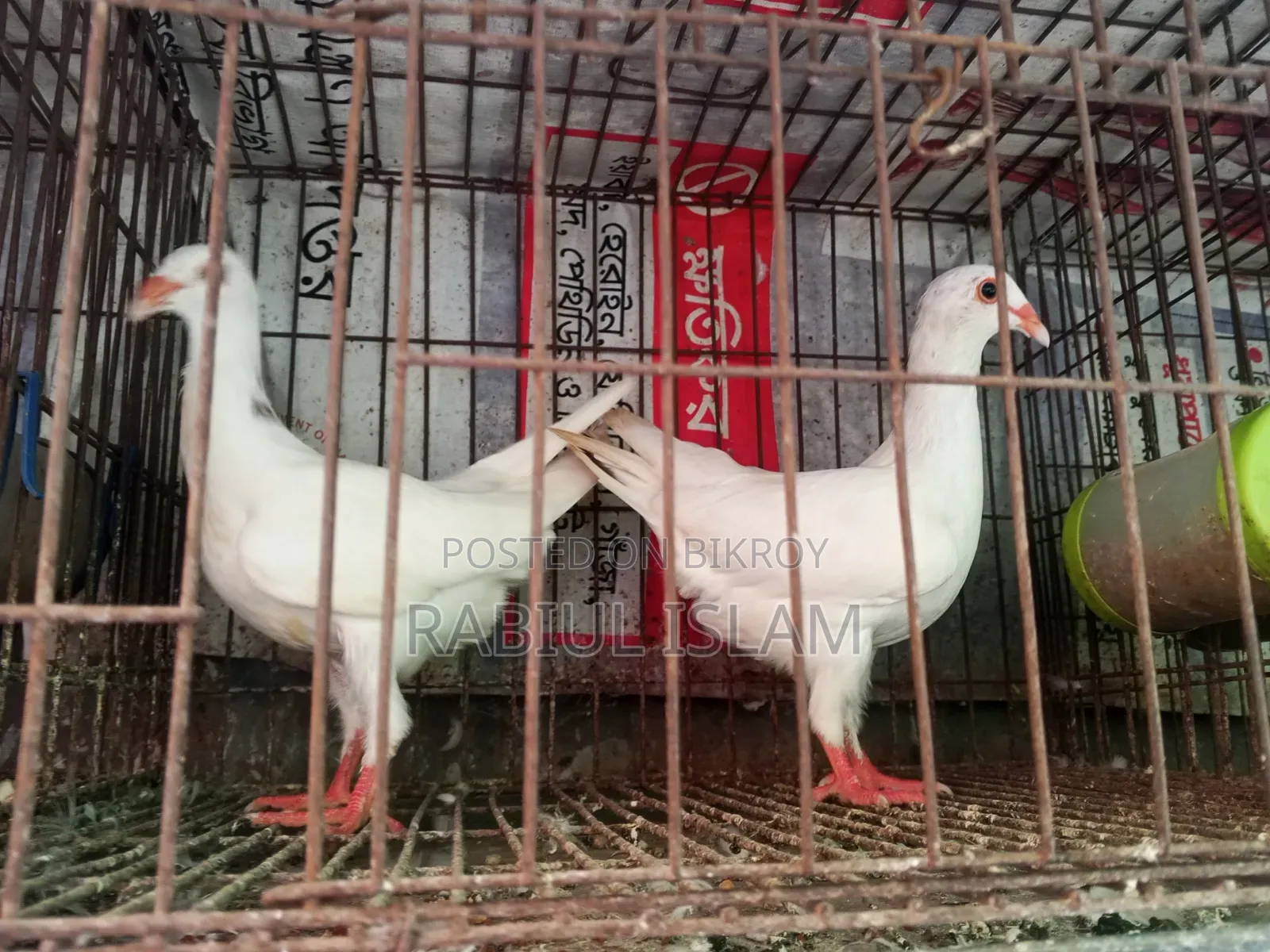 একজোড়া সাদা ডেনিস ও এক জোড়া জেকোবিন ক্যাপাসুনো কবুতর বিক্রি হবে