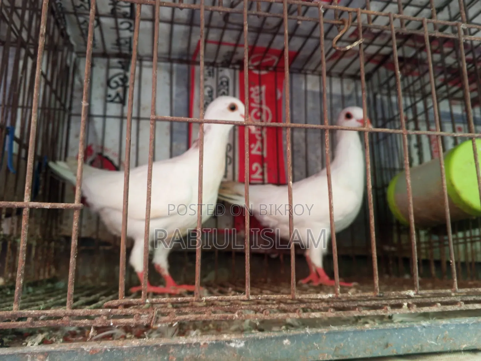 একজোড়া সাদা ডেনিস ও এক জোড়া জেকোবিন ক্যাপাসুনো কবুতর বিক্রি হবে