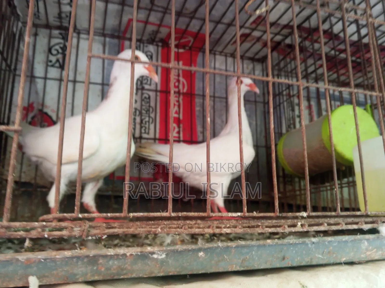 একজোড়া সাদা ডেনিস ও এক জোড়া জেকোবিন ক্যাপাসুনো কবুতর বিক্রি হবে