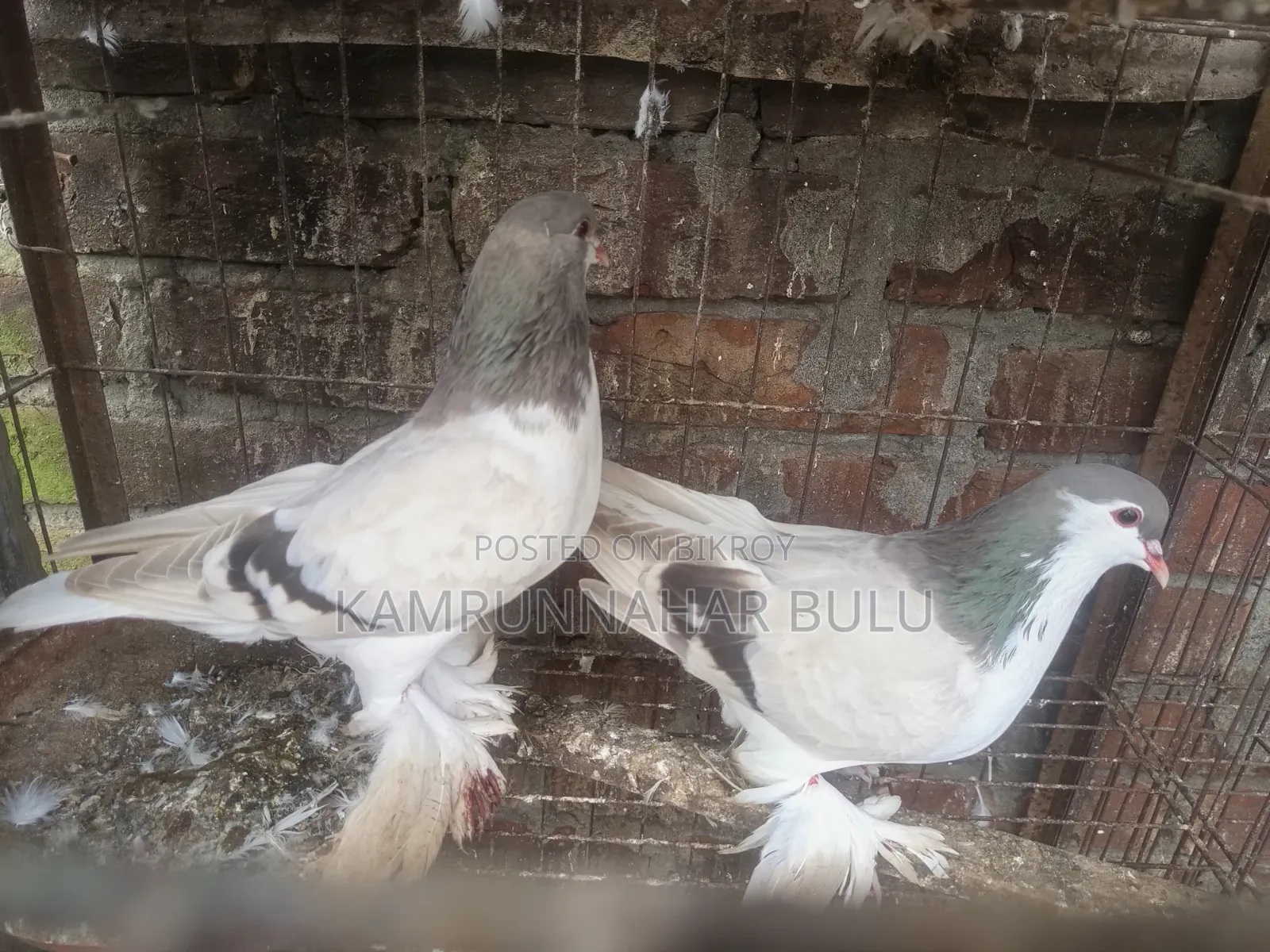 সীরাজি/লাহরি কবুতর৷ Shiraji /Lahori Pigeon