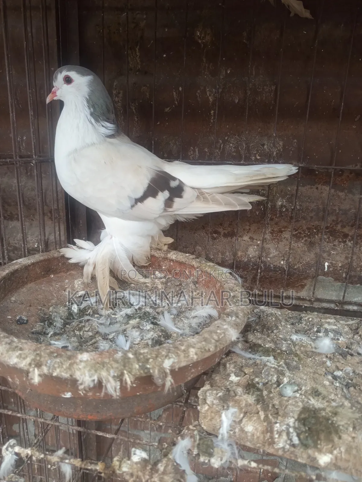 সীরাজি/লাহরি কবুতর৷ Shiraji /Lahori Pigeon