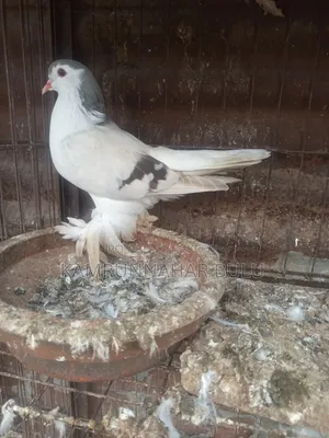 সীরাজি/লাহরি কবুতর৷ Shiraji /Lahori Pigeon
