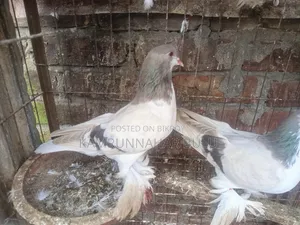 সীরাজি/লাহরি কবুতর৷ Shiraji /Lahori Pigeon