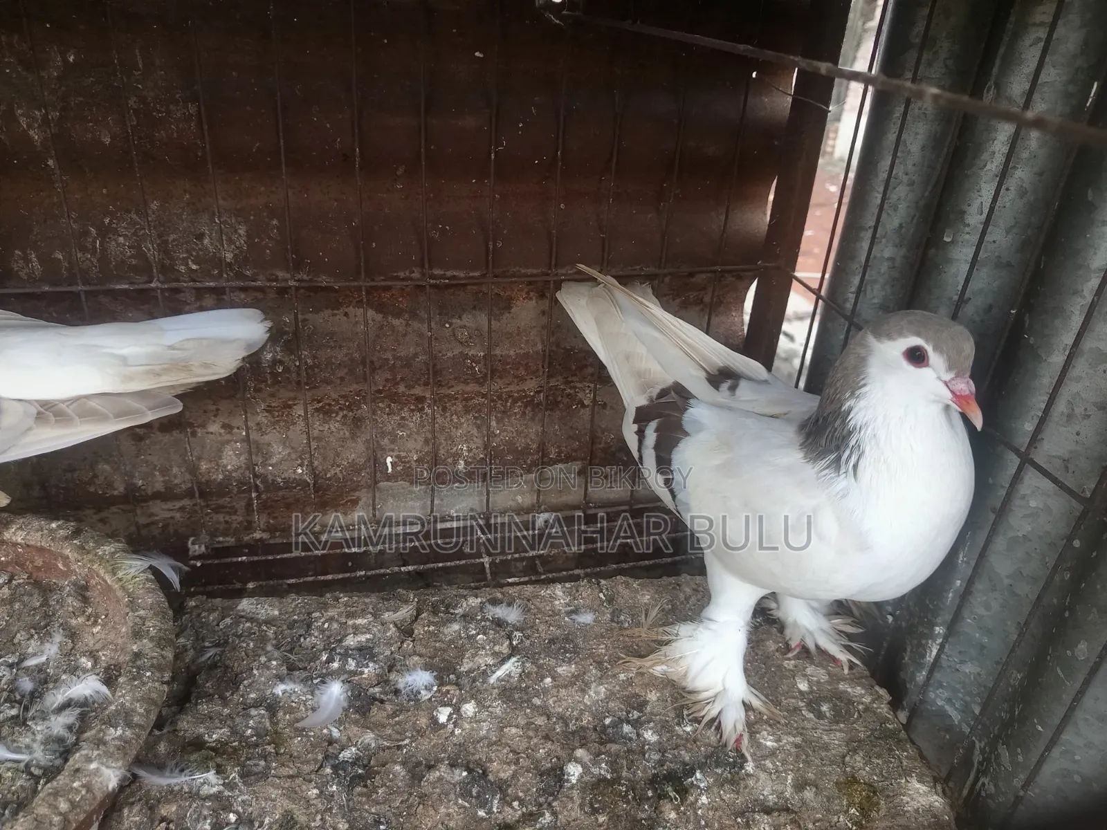 সীরাজি/লাহরি কবুতর৷ Shiraji /Lahori Pigeon