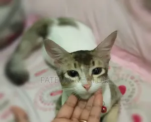 1+ year Female Mixed Breed Cat