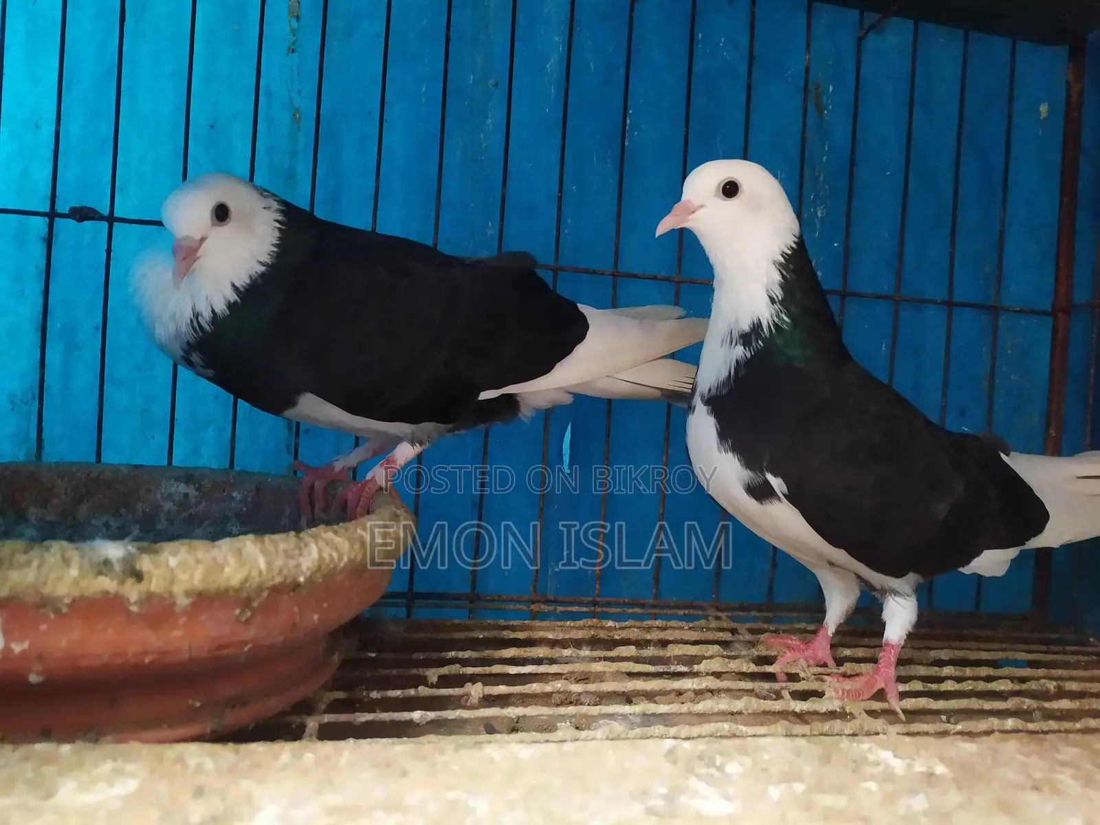 ১ জোড়া রানিং গররা কবুতর