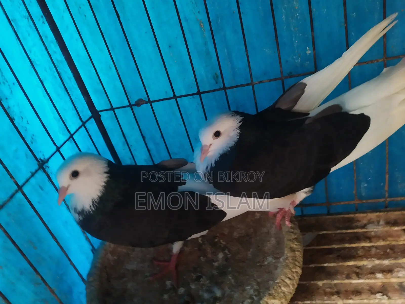 ১ জোড়া রানিং গররা কবুতর