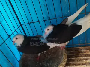 ১ জোড়া রানিং গররা কবুতর