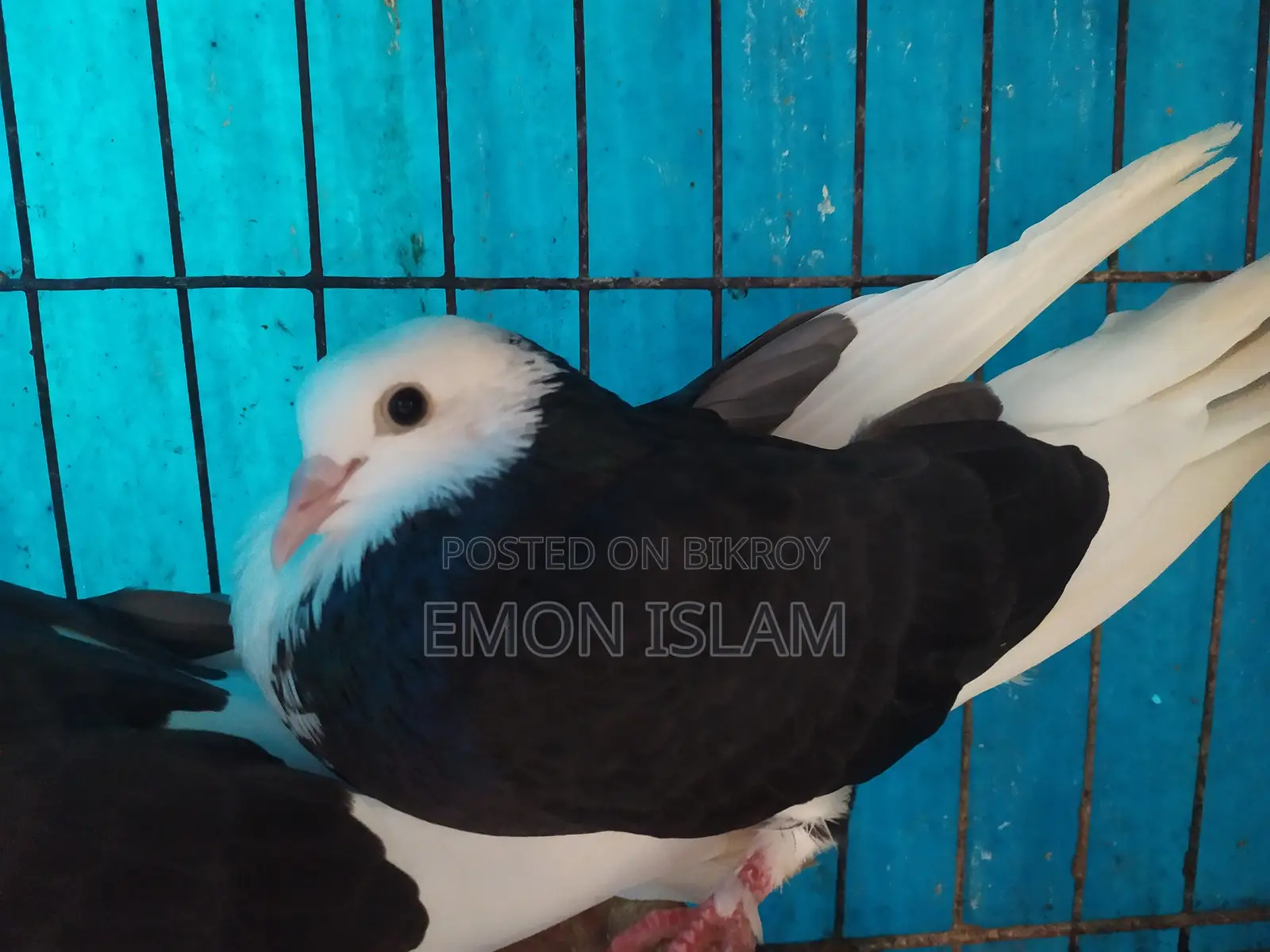 ১ জোড়া রানিং গররা কবুতর