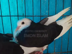 ১ জোড়া রানিং গররা কবুতর
