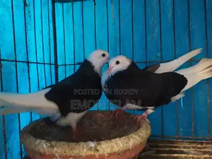 ১ জোড়া রানিং গররা কবুতর