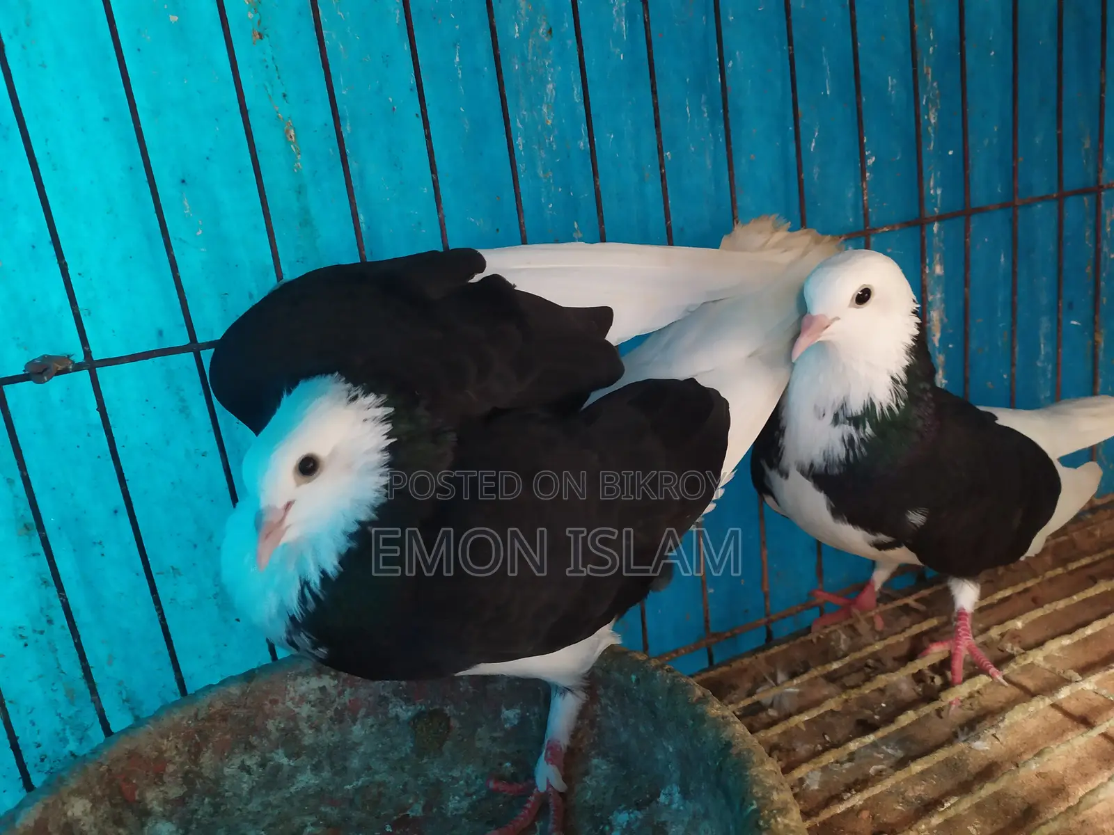 ১ জোড়া রানিং গররা কবুতর