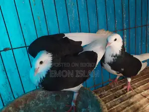১ জোড়া রানিং গররা কবুতর