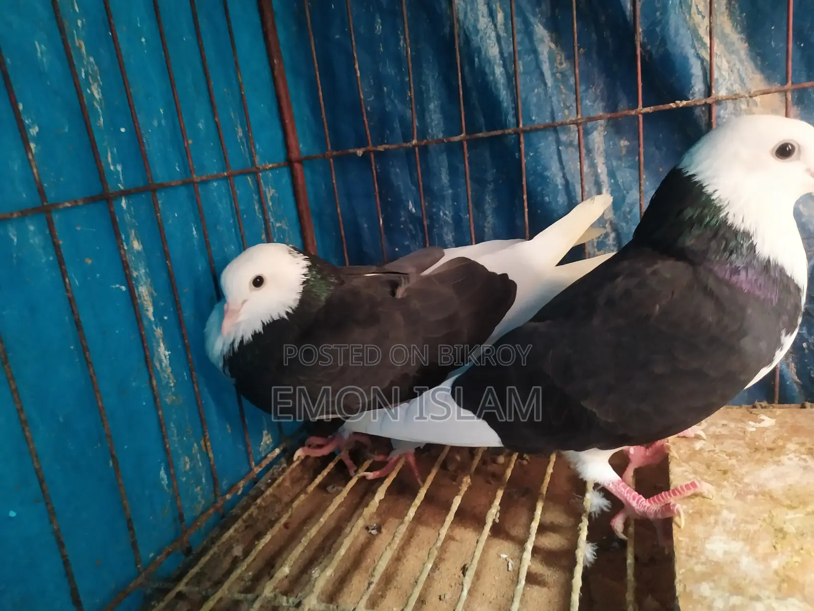 ১ জোড়া রানিং গররা কবুতর