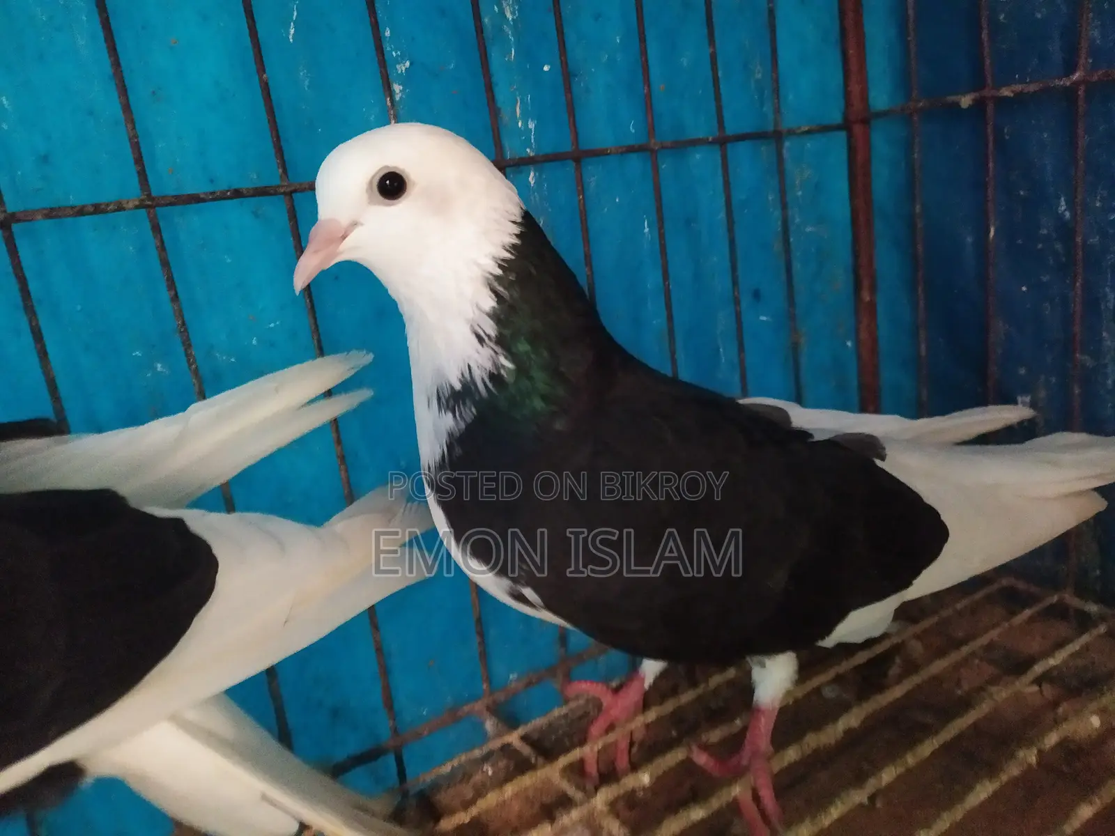 ১ জোড়া রানিং গররা কবুতর